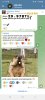 Screenshot_20241217_111421_Telegram.jpg