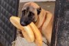 Ağzında ekmek tutan köpek gündem oldu - Bursada Bugün - Bursa ...