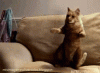 giphy (4).gif