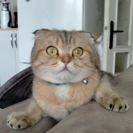 fearjr1992